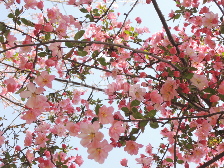 봄,벚꽃,꽃잎,겹벚꽃,핑크,계절,나뭇가지,하늘,자연,park,spring,cherryblossom,season,branch,bloom,nature,tree,flower,floral,outdoor,petal,blossom,sakura,pink,봄,계절,spring,season,식물,자연,plants,nature,꽃,flower,plant