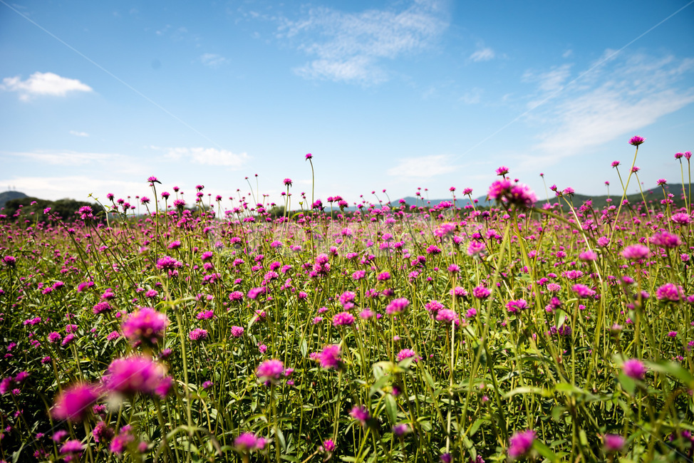 풀,꽃,화원,flower,식물,자연,식물,자연,plants,nature,꽃,flower