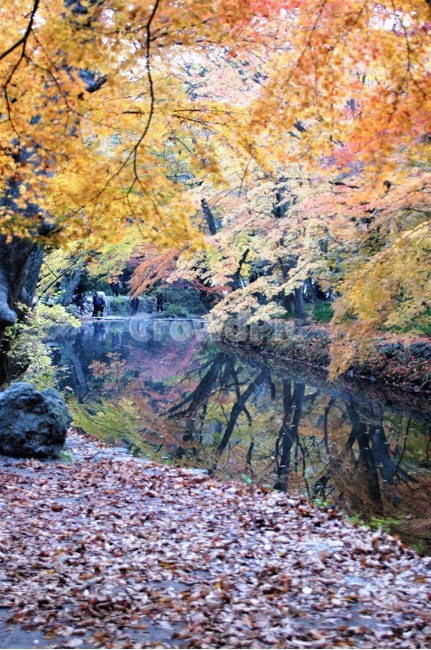 가을,단풍,나무,식물,자연,계곡물,그림자,자연풍경,감성,예쁨,아름다움,nature,autumn,trees,가을,계절,fall,autumn,season,plant,tree