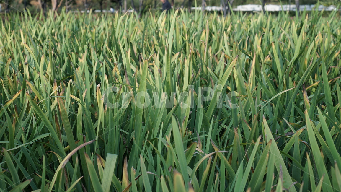 grass,잔디,plant,식물,vegetation,초목,공원,정원,초록