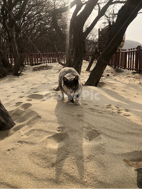 고양이,길고양이,야생고양이,회색고양이,경계,cat,모래,경계하는고양이