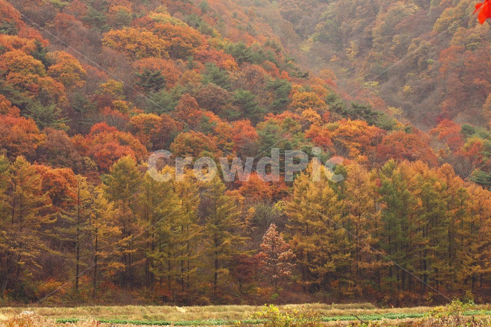 식물,tree,단풍,자연,가을,가을,계절,fall,autumn,season,나무,plant,art,미술,painting,그림