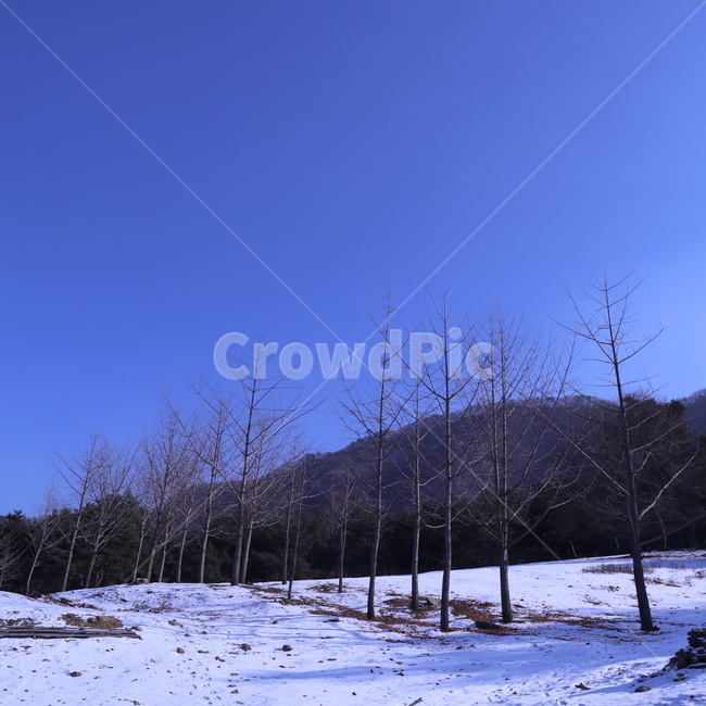 눈,나무,산,하늘,감성,하늘색,숲
