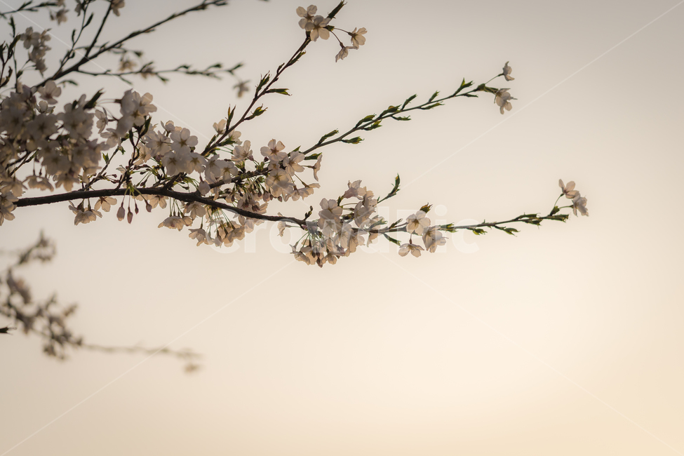 봄,꽃,벗꽃,역광,일몰,풍경,자연,감성,spring,flower,봄,계절,spring,season,식물,자연,plants,nature,꽃,flower,plant