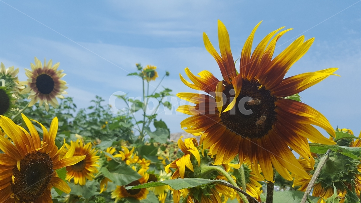 해바라기,가을,제주풍경,풍경,sunflower,식물,자연,plants,nature,꽃,flower