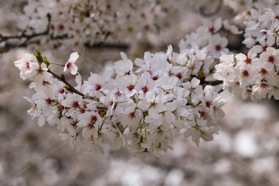 동촌유원지,꽃,벚꽃,나들이,감성,봄,계절,spring,season,식물,자연,plants,nature,꽃,flower,plant,blossom