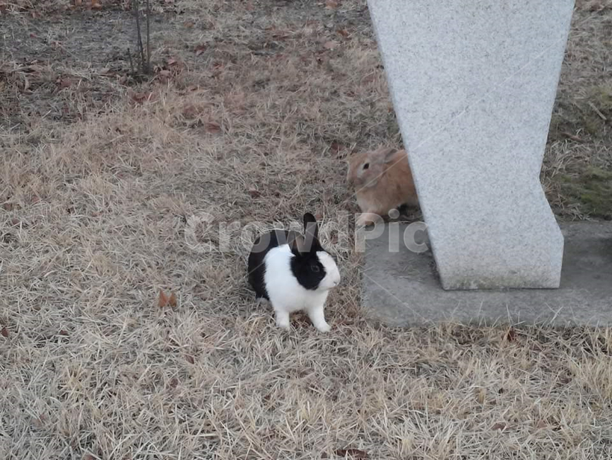 야생동물,토끼,rabbit,토끼두마리,얼룩동물,야생토끼,점박이동물,점박이토끼