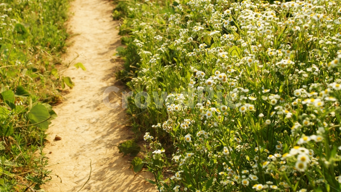healing,sunlight,beauty,clear weather,flower garden,Cosmos,flower road,flower