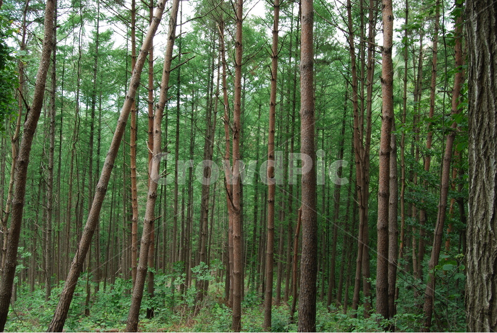 자연,하늘,구름,나무,등산로,식물,자연,plants,nature,나무,trees,wood