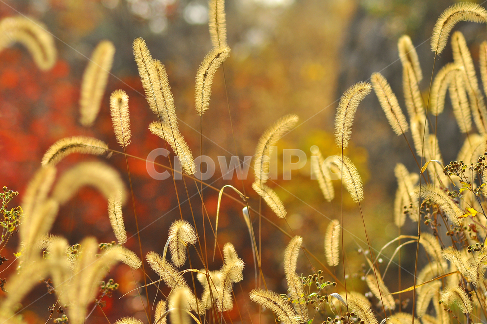 가을,가을꽃,강아지풀,가을분위기,10월,11월,야생화,들풀,들꽃,fall,autumn,가을배경,가을서정,가을색감,배경,flowers,단풍,야외,노랑색,옐로우,yellow,시즌,계절,season,가을,계절,fall,autumn,season,grass,잔디,plant,식물