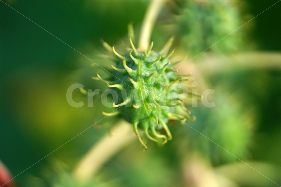 독말풀,식물,열매,씨앗,과일,자연,fruit,seed,nature,landscape,풍경,plant,plants,snap,snapshot,스냅,스냅사진,스넵,스넵사진,뾰족한,뾰족하다,뾰족뾰족,식물성,독성,datura,꽃봉오리,줄기,귀화식물,외래종,한해살이풀,잡초,한국의자연,한국자연,korea,식물,자연,plants,nature