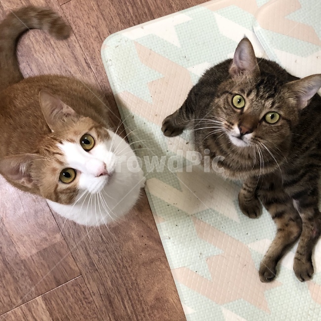 동물,고양이,코리안숏헤어,cat,animal,동물,animal,포유류,mammal,고양이,cat,kitten,kitty