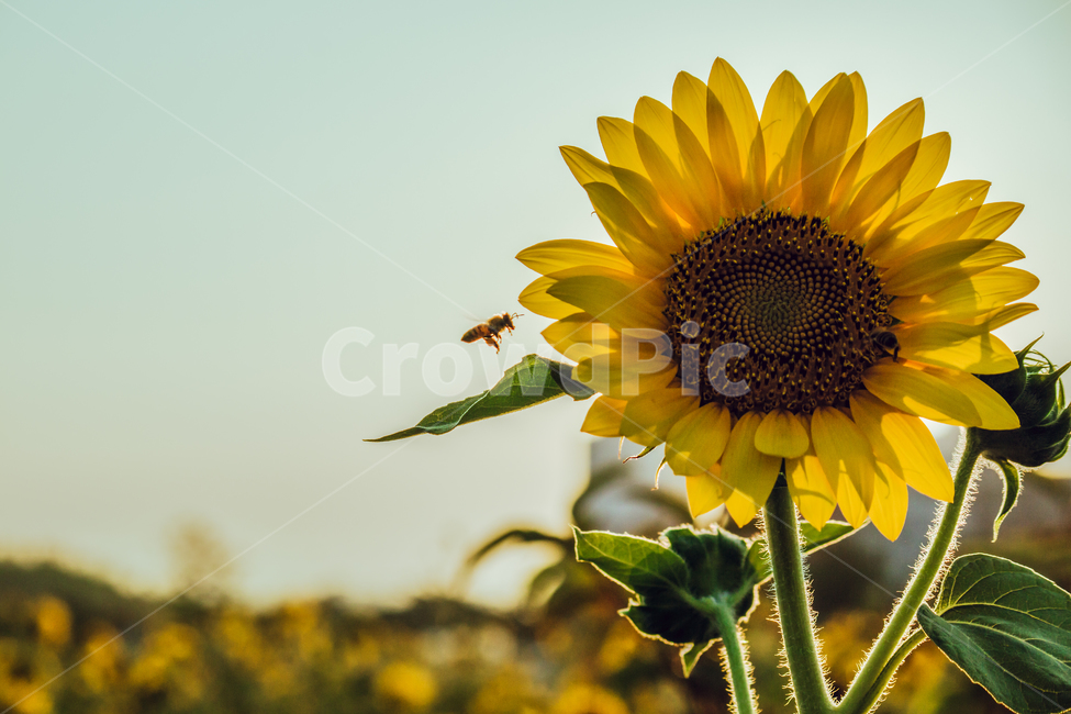 green,sun,sunflower,flower,Field,sunlight,lens flare,Freshness,gay