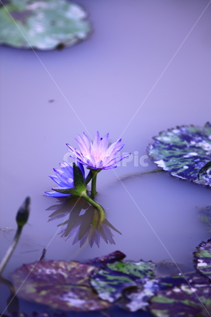 연꽃,연못꽃,부처님꽃,불교꽃,수련화,식물,자연,plants,nature,꽃,flower,색깔,색상,색채,색감,color sense,color sensitivity,feeling of color