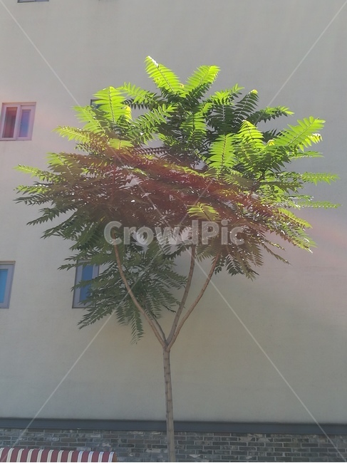 배경,여름,나무,햇살,초록,정원수,싱그러움,칠월,공주시,식물,자연,plants,nature,나무,trees,wood
