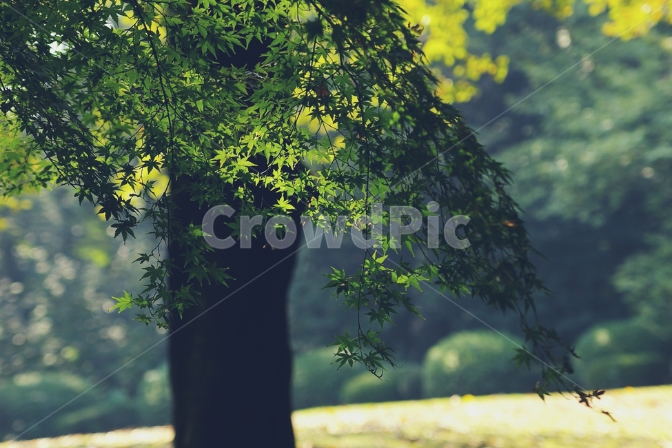 봄,초록,단풍나무,단풍,maple,빛,light,식물,자연,plants,nature,나무,trees,wood