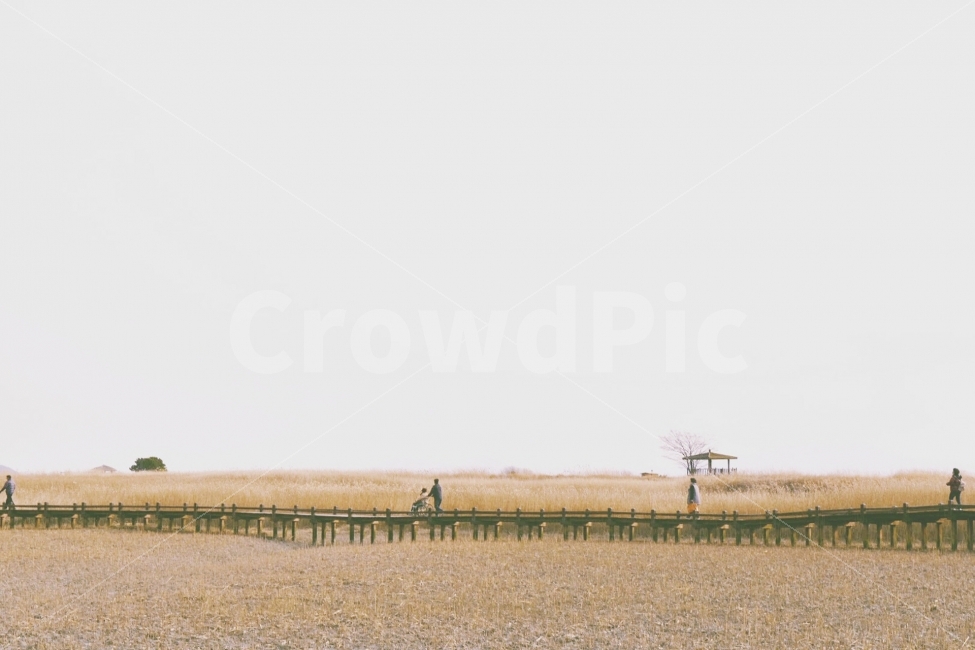 갈대,하늘,가을,쓸쓸함,갈대밭,자연,풍경,nature,landscape,감성,sensible,feeling,가을,계절,fall,autumn,season,outdoors,옥외
