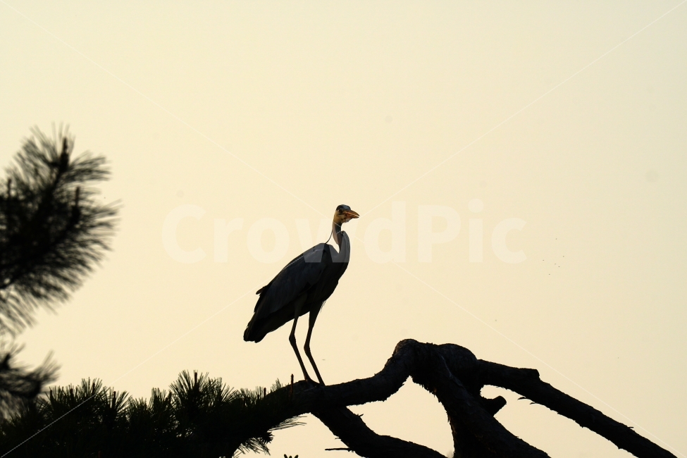 왜가리,새,조류,동물,자연,bird,animal,nature,나무,하늘,역광,tree,한국,한국적,한국적인,korea,동물,animal,조류,새,birds