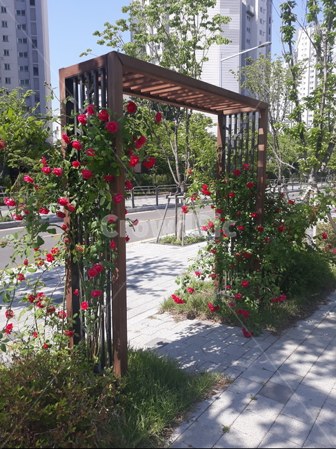 장미문,장미,산보,자연,봄
