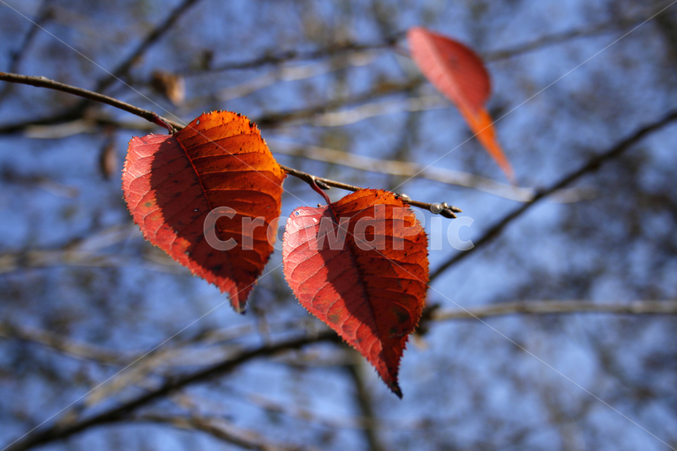가을,단풍,하늘,나무,잎,가을,계절,fall,autumn,season,veins,정맥