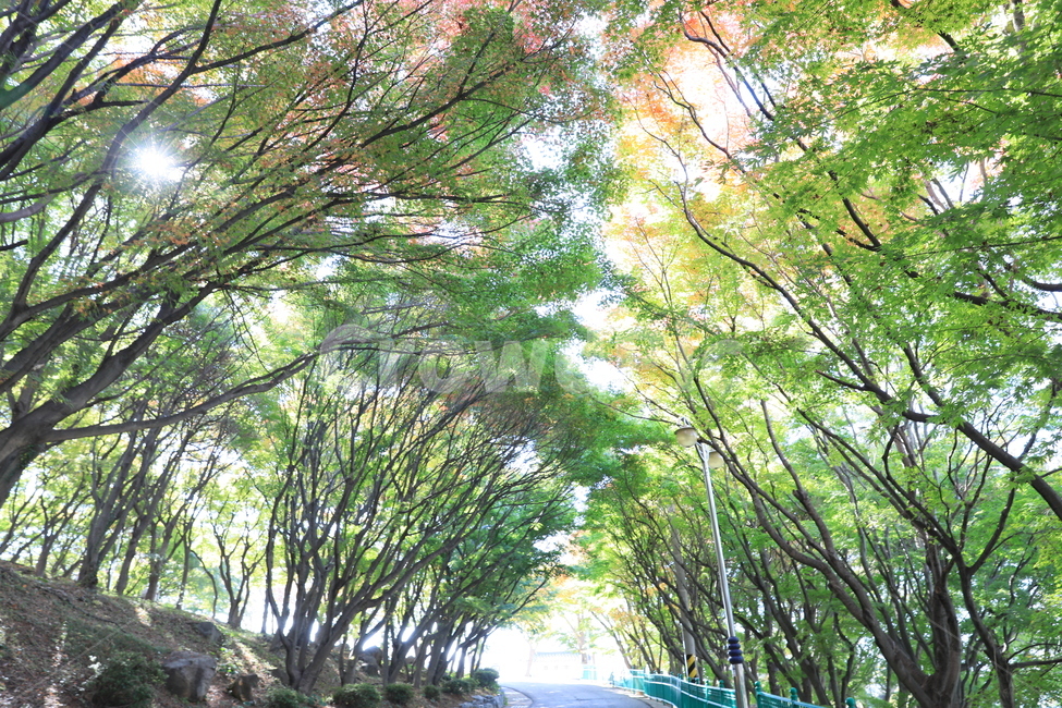 숲,공원,단풍,풍경,가을,가을,계절,fall,autumn,season,자연,풍경,nature,landscape,plant,식물