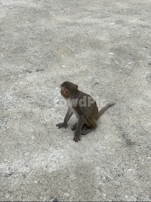 야생동물,animal,동물,원숭이,monkey