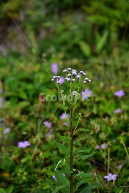 각시취,야생화,식물,자연,꽃,생태,힐링,플라워,wildflower,flower,plants,nature,season,감성,느낌,emotion,feeling,여름,초롱꽃목,국화과,취나물속,식물,자연,plants,nature,꽃,flower