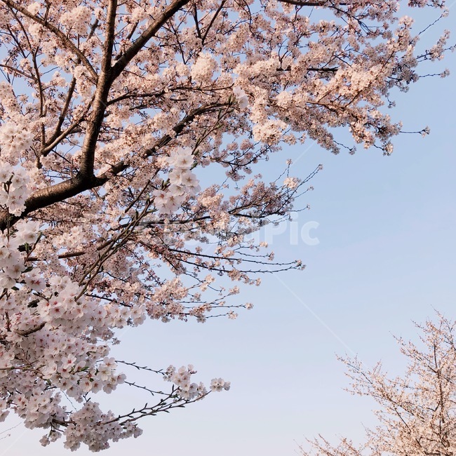 plant,식물,blossom,꽃,cherryblossom,벚꽃,flower,하늘,색채,색감,sky,blue,pink,봄,spring