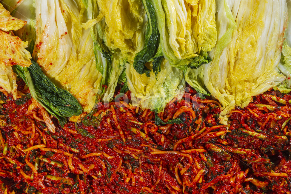 김장,배추,배추속,김장배추,무채,음식,한식,김치,음식,식재료,요리,food,cook,meal,dishes,food reserves,한식,한국음식,한국요리,korean food,korean dishes,korean meal,korean cook