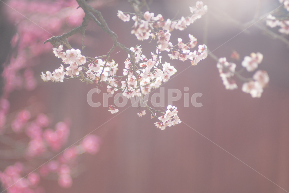 매화,홍매화,흰매화,봄꽃,감성사진,봄,계절,spring,season,식물,자연,plants,nature,꽃,flower,감성,sensible,feeling,휴식,힐링,rest,relaxation,healing,plant,blossom