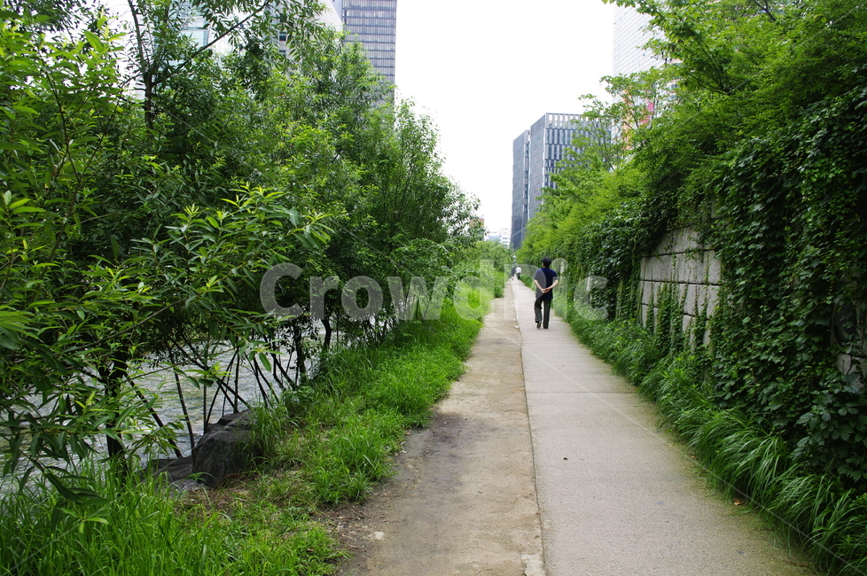 초록,잎,나무,식물,plant,자연,nature,냇가,강,청계천,길,자연,풍경,nature,landscape,outdoors,옥외,arbour,정자,garden,정원