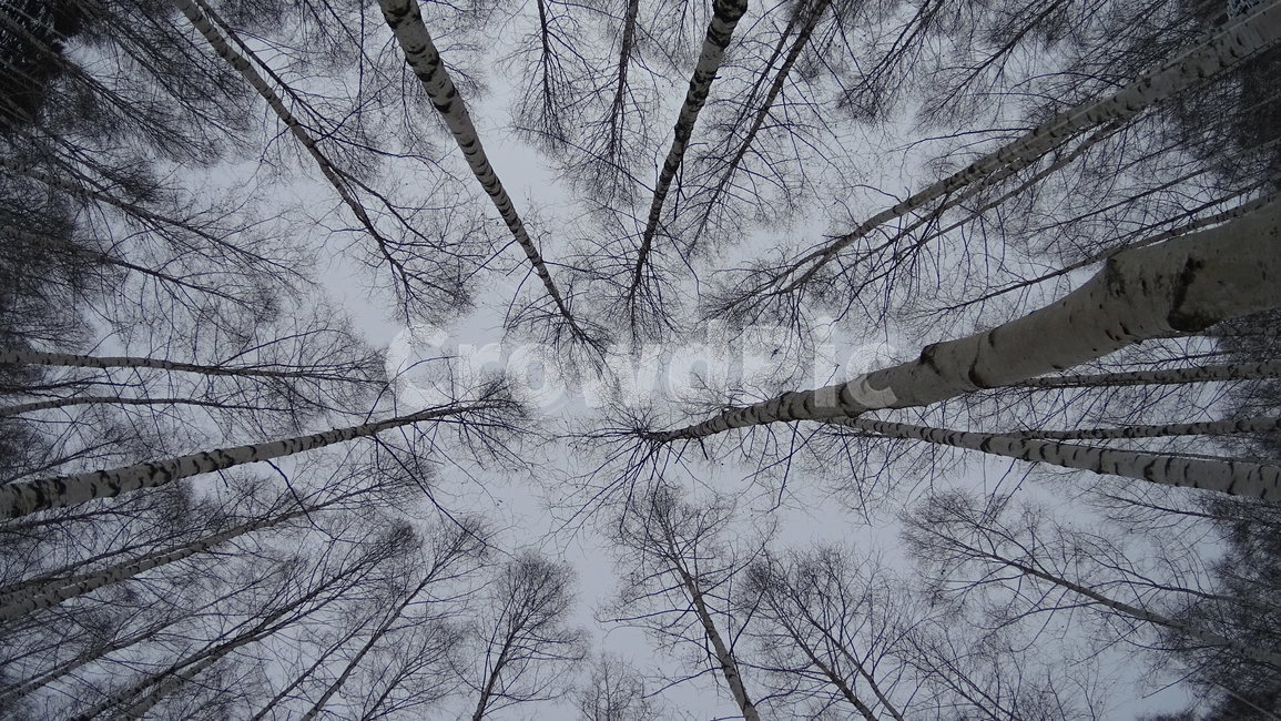나무,자작나무,숲,하늘,수직,나뭇가지,가지,겨울,강원도,자연,풍경,nature,landscape,outdoors,옥외,snow,눈