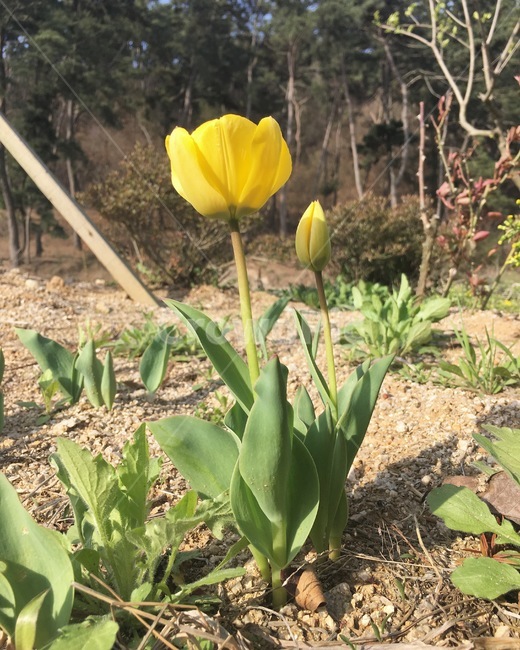 꽃,튤립,노란튤립,노란색,식물,봄,계절,spring,season,식물,자연,plants,nature,꽃,flower,plant