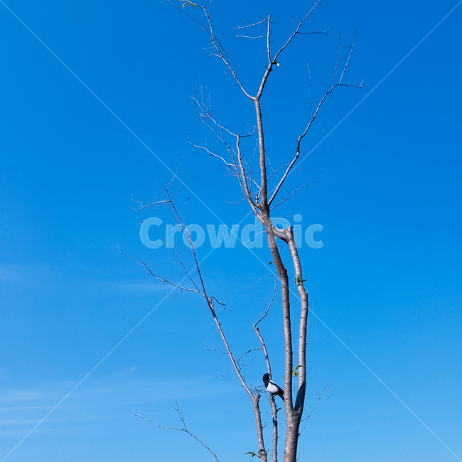 풍경,나무,하늘,자연,새,까치,가을,겨울,식물,자연,plants,nature,나무,trees,wood,동물,animal,조류,새,birds