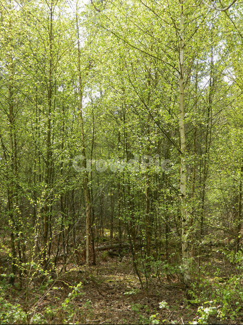 초목,plant,식물,forest,숲,나무,tree,자연,outdoors,옥외,woodland,nature