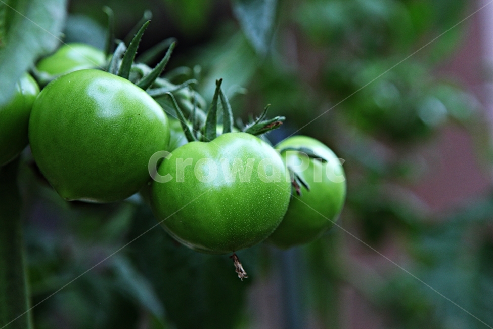 토마토,열매,채소,파란토마토,먹거리