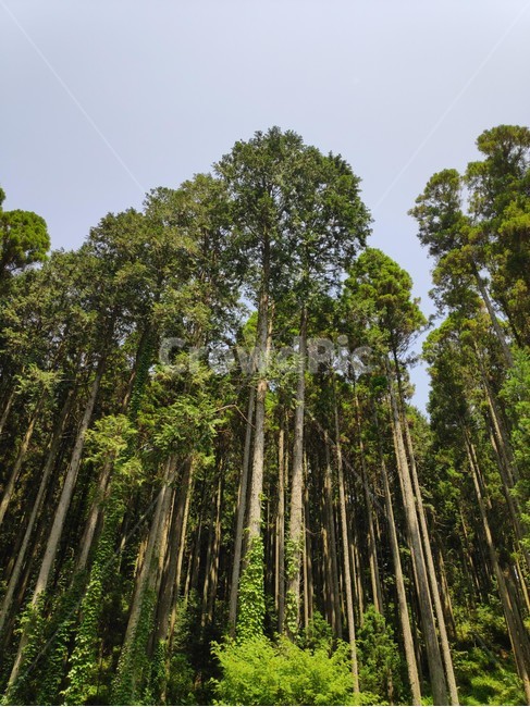 tree,forest,나무,숲,울창한숲,plant,초목,자연,풍경,nature,landscape