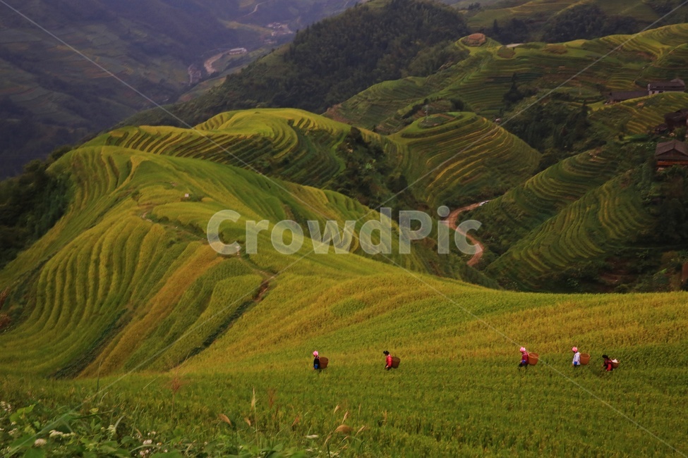 nature,자연,outdoors,옥외,scenery,풍경,landscape,경치,slope,경사,mountain,산,mountainrange,산맥,중국,계림,용척,용척제전,다랭이논,용척다랭이논,농업,농사,경작,농경지,집,가옥,사람,인간,원주민