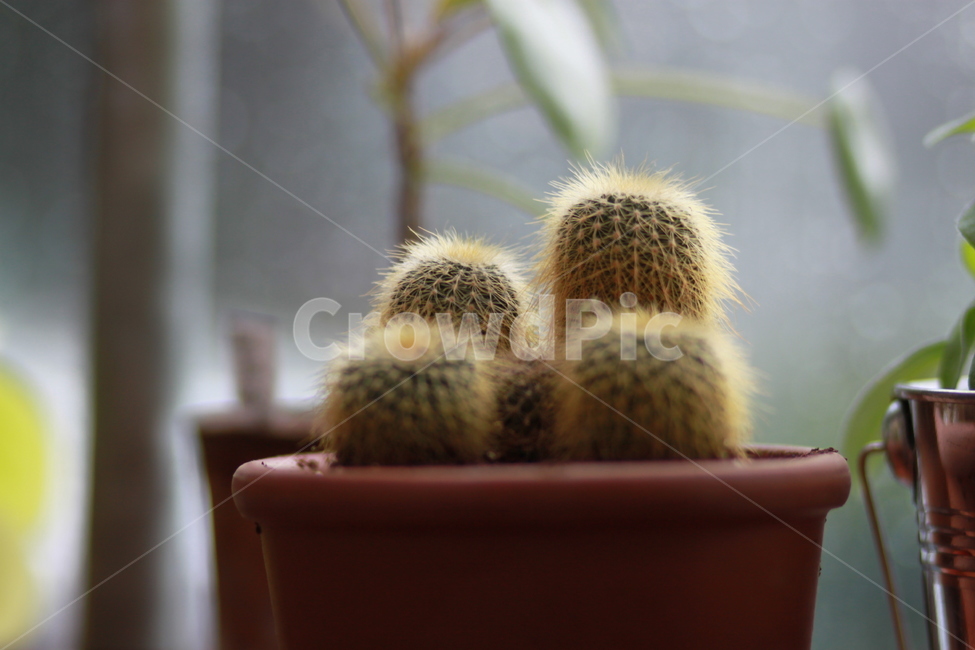 선인장,화분,초록,가시,오순도순,작은화분,식물,plant,신선함,자연,뾰족함,여름,가든,감성,감성사진,애완,실내용화초,화분,화초,house plant