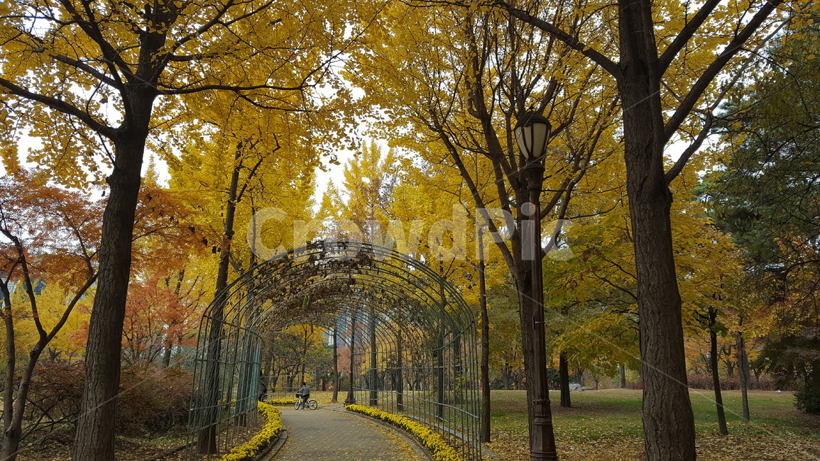 성남,율동공원,가을,단풍,풍경,가을,계절,fall,autumn,season