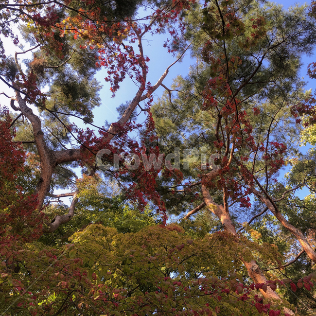 단풍,nature,자연,weather,날씨,outdoors,옥외,cumulus,sky,하늘,cloud,구름,tree,나무,plant,식물,treetrunk,나무줄기,자연,풍경,nature,landscape