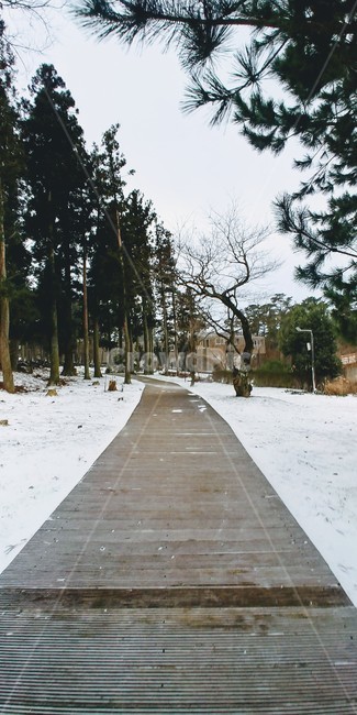 눈,길,산책로,나무,하늘,산