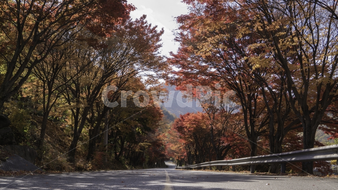 단풍,나무,단풍나무,숲,도로,가을,가을,계절,fall,autumn,season,자연,풍경,nature,landscape,한국자연풍경,한국자연경관,korea nature landscape,식물,plants,나무,trees,wood,tree,plant,tree trunk,나무 줄기