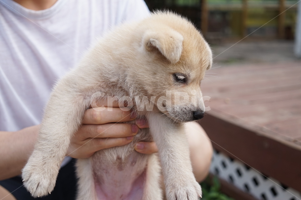 강아지,똥개,귀여운,개,아이보리,남자
