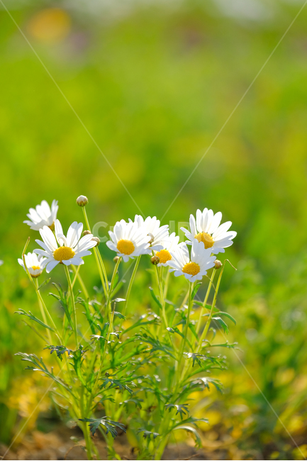 꽃,감성,봄,들꽃,초록,봄,계절,spring,season,식물,자연,plants,nature,꽃,flower,plant,blossom,daisy,데이지,daisies