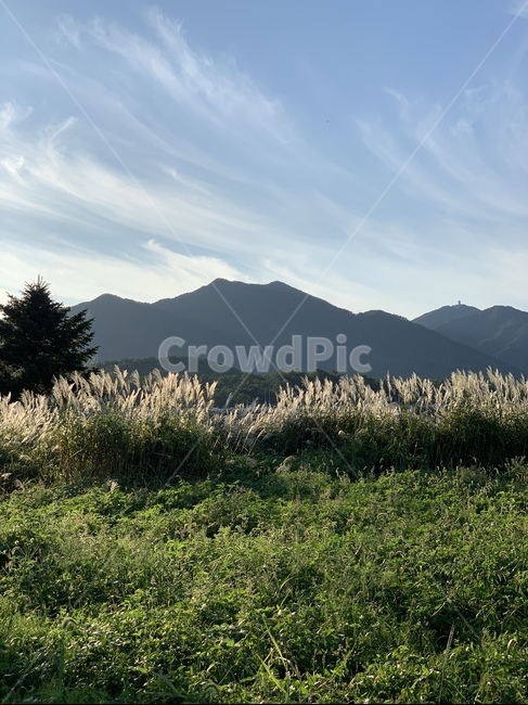 plant,식물,grass,tree,두물머리,자연풍경,자연,풍경,가을,자연,풍경,nature,landscape,나무,fir,전나무,잔디