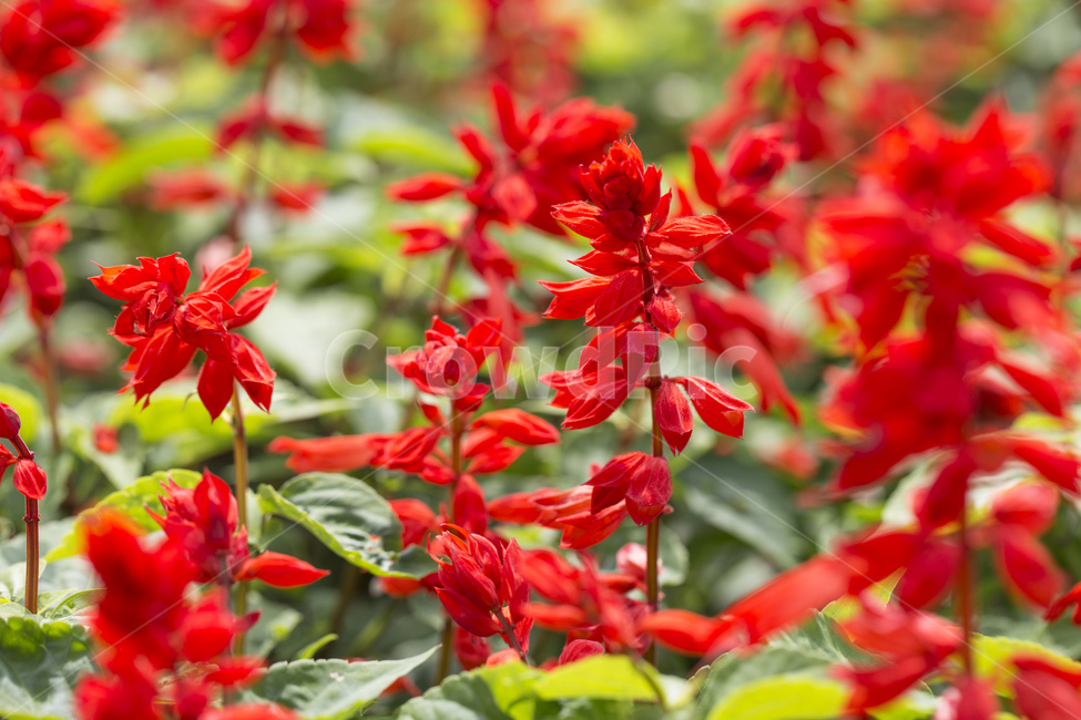 깨꽃,사루비아,샐비어,꽃,들꽃,정원,가을,레드,빨간색,식물,자연,plants,nature,꽃,flower