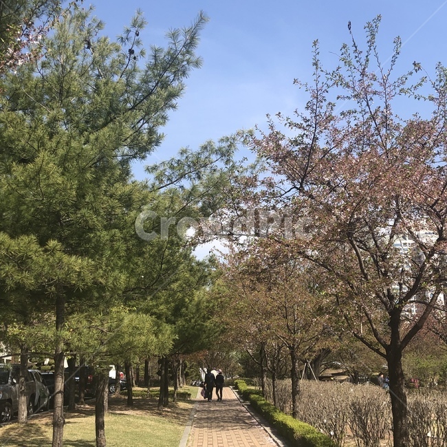 동네,산책,봄,길,부부,나무