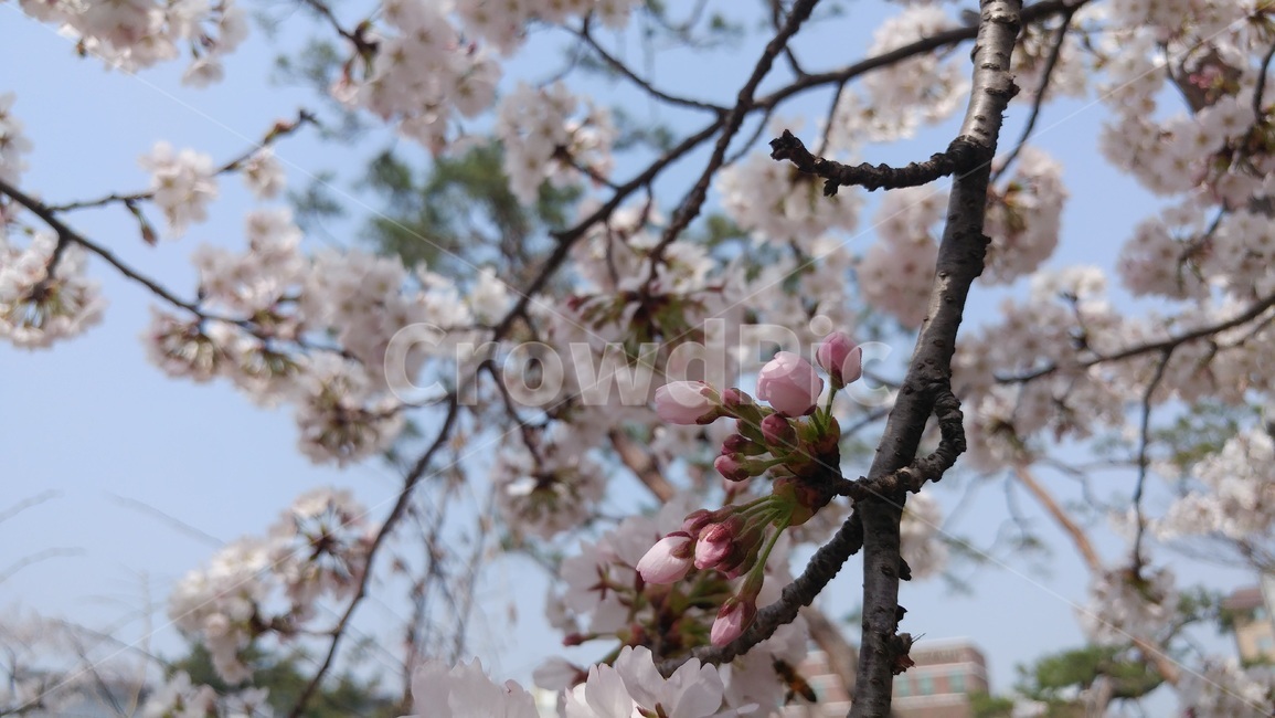벚꽃,꽃,봄,벚나무,핑크,분홍,연분홍,계절,야외,자연,나무,휴일,나들이,아름다운,화사한,화려한,식물,봄날,꽃망울,cherryblossoms,blossoms,flowers,nature,tree,season,spring,봄,계절,spring,season,식물,자연,plants,nature,꽃,flower,plant,blossom
