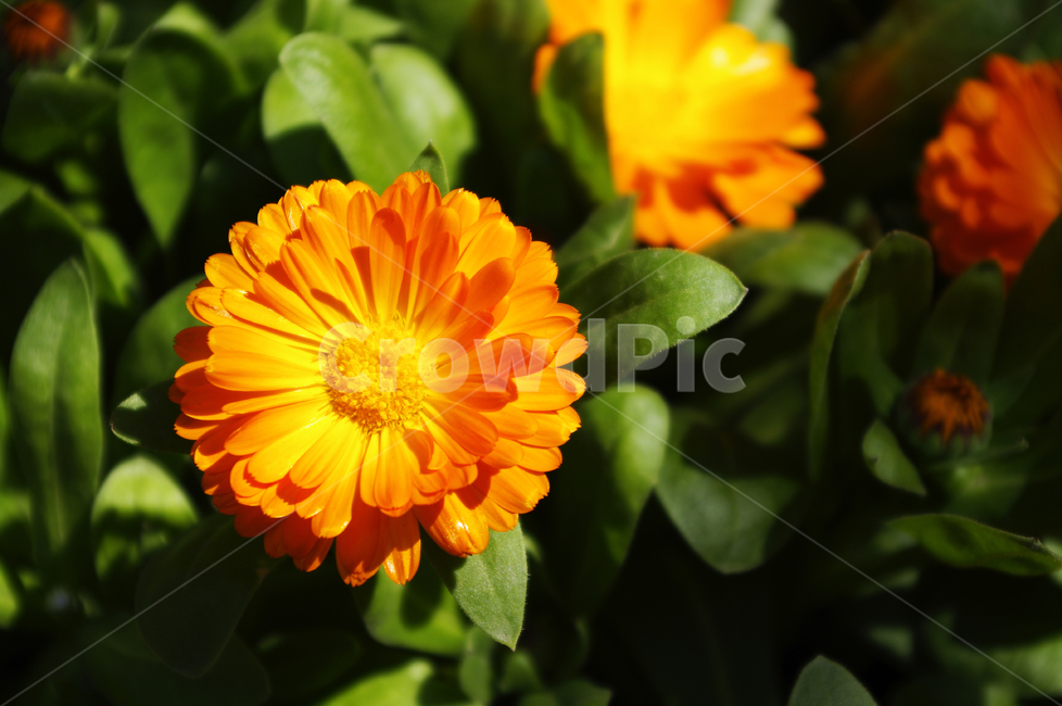 금잔화,식물,plant,자연,nature,꽃,flower,계절,봄,spring,식물,자연,plants,nature,꽃,flower